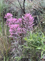 Castilleja angustifolia angustifolia