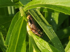 Melanoplus viridipes