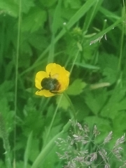 Bombus ruderarius