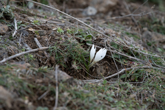 Colchicum trigynum