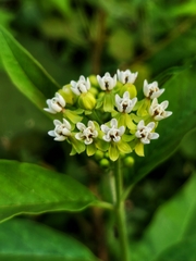 Asclepias nivea