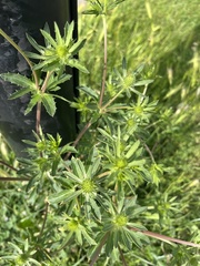 Eryngium planum