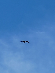 Milvus migrans