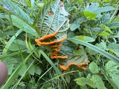 Triphragmium ulmariae