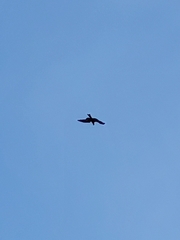 Milvus migrans