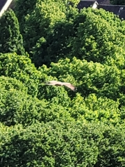 Milvus migrans
