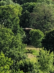 Milvus migrans