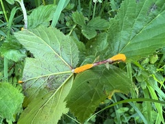 Triphragmium ulmariae