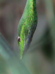 Ahaetulla