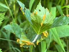 Triphragmium ulmariae