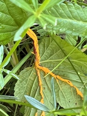 Triphragmium ulmariae