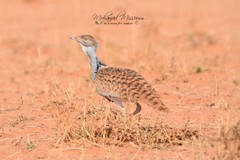 Chlamydotis undulata