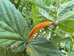 Triphragmium ulmariae