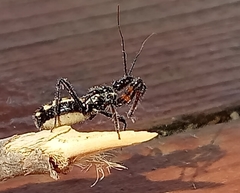 Sphedanolestes lividigaster