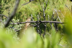 Luscinia megarhynchos