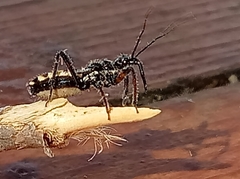 Sphedanolestes lividigaster