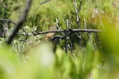 Luscinia megarhynchos