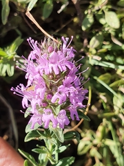 Thymus numidicus