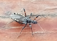 Sphedanolestes lividigaster