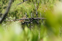 Luscinia megarhynchos