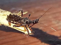 Sphedanolestes lividigaster