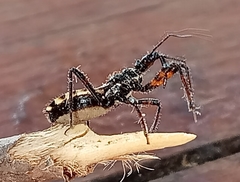 Sphedanolestes lividigaster