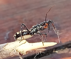 Sphedanolestes lividigaster