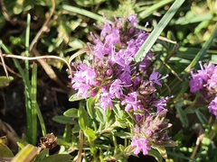 Thymus numidicus