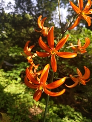 Lilium distichum