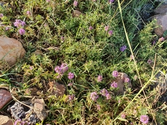 Thymus numidicus