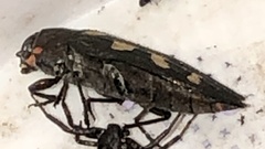 Buprestis laeviventris
