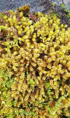 Breutelia chrysocoma