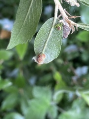 Plagiotrochus quercusilicis