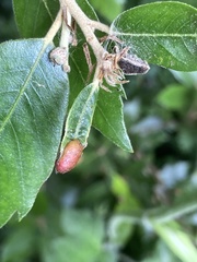 Plagiotrochus quercusilicis