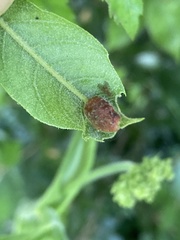 Plagiotrochus quercusilicis