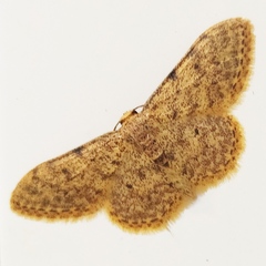 Idaea cervantaria