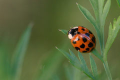 Harmonia axyridis
