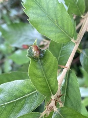 Plagiotrochus quercusilicis