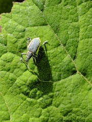 Chlorophanus viridis