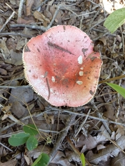 Russula