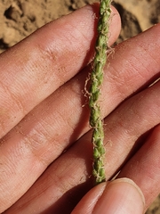 Plantago serraria