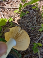 Russula