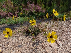 Tuberaria globulariifolia