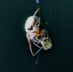 Araneus apricus