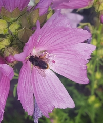 Melitta haemorrhoidalis