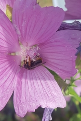 Melitta haemorrhoidalis