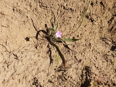 Plantago serraria