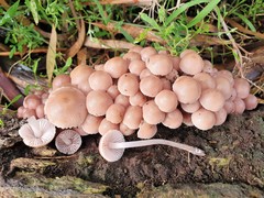 Mycena clarkeana
