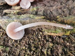 Mycena clarkeana