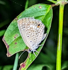 Euchrysops malathana